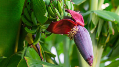 banana flowers