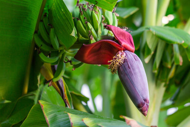 banana flowers